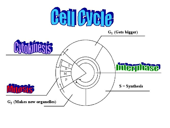 G 1 (Gets bigger) A T M P S = Synthesis G 2 (Makes