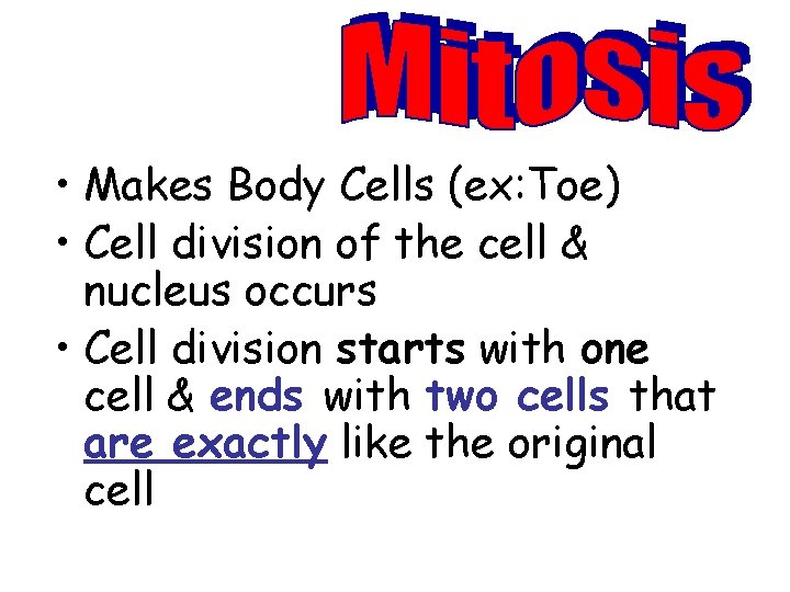  • Makes Body Cells (ex: Toe) • Cell division of the cell &