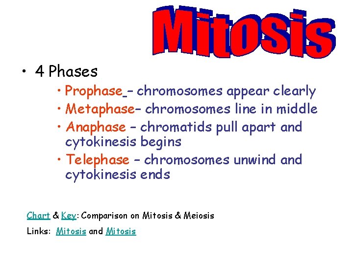  • 4 Phases • Prophase – chromosomes appear clearly • Metaphase– chromosomes line