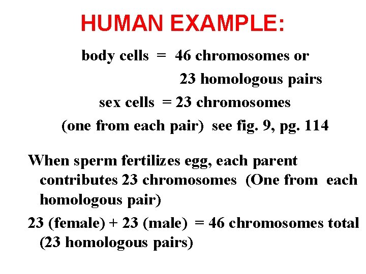 HUMAN EXAMPLE: body cells = 46 chromosomes or 23 homologous pairs sex cells =