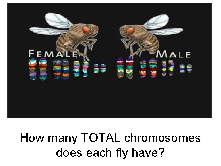 How many TOTAL chromosomes does each fly have? 