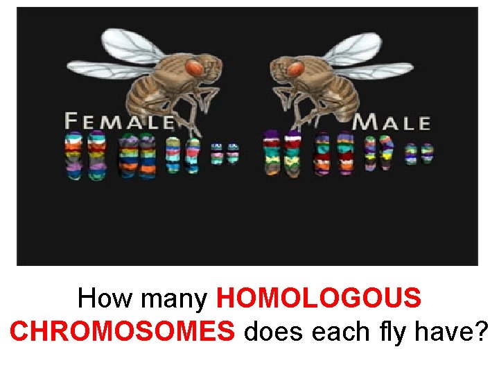How many HOMOLOGOUS CHROMOSOMES does each fly have? 