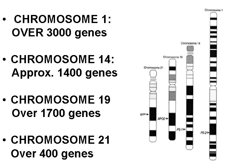  • CHROMOSOME 1: OVER 3000 genes • CHROMOSOME 14: Approx. 1400 genes •