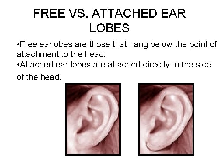 FREE VS. ATTACHED EAR LOBES • Free earlobes are those that hang below the