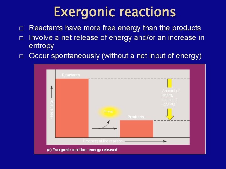 Exergonic reactions � � Reactants have more free energy than the products Involve a