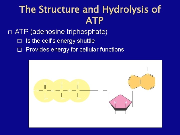 The Structure and Hydrolysis of ATP � ATP (adenosine triphosphate) Is the cell’s energy