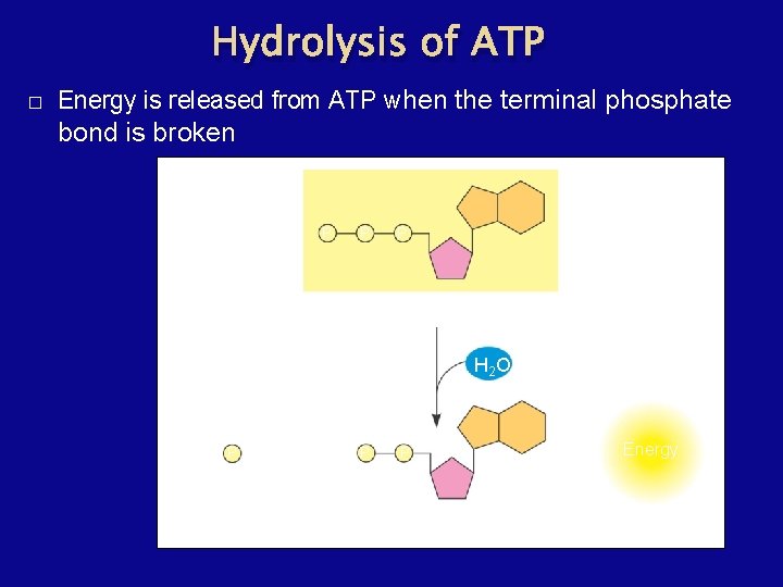 Hydrolysis of ATP � Energy is released from ATP when the terminal phosphate bond
