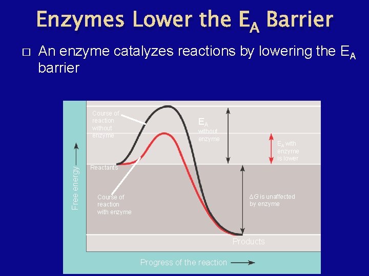 Enzymes Lower the EA Barrier An enzyme catalyzes reactions by lowering the EA barrier