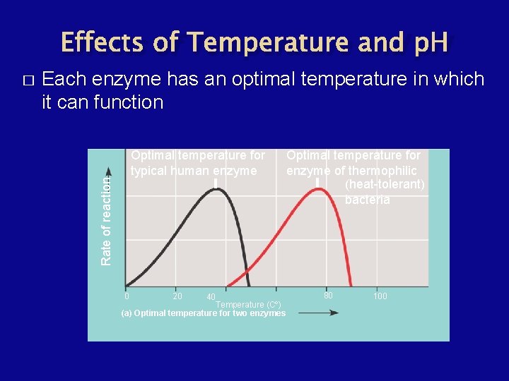 Effects of Temperature and p. H Each enzyme has an optimal temperature in which