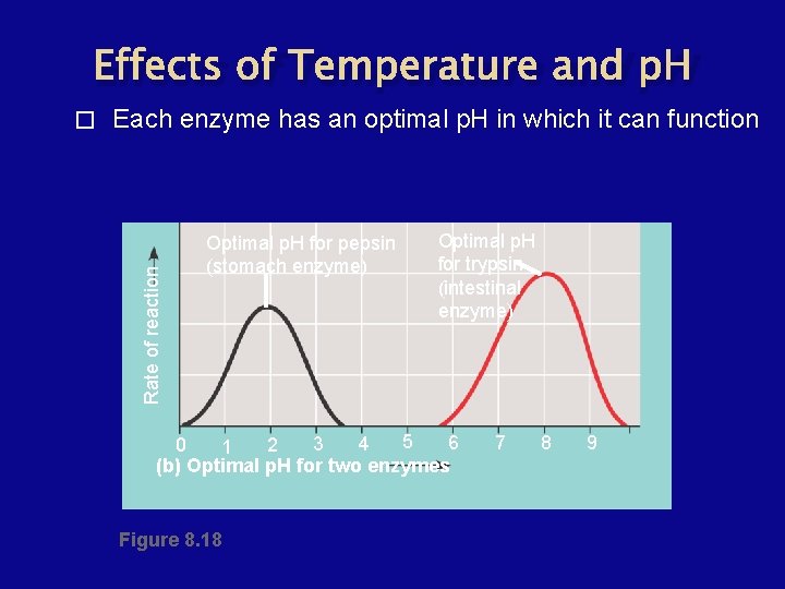 Effects of Temperature and p. H Each enzyme has an optimal p. H in