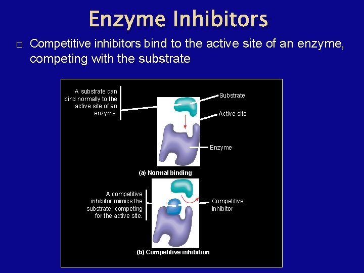 Enzyme Inhibitors � Competitive inhibitors bind to the active site of an enzyme, competing