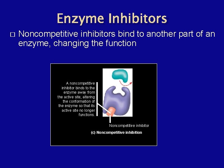 Enzyme Inhibitors � Noncompetitive inhibitors bind to another part of an enzyme, changing the