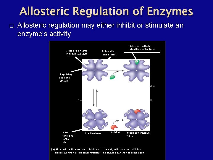 Allosteric Regulation of Enzymes � Allosteric regulation may either inhibit or stimulate an enzyme’s