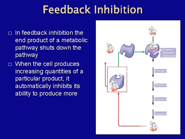 Feedback Inhibition � � In feedback inhibition the end product of a metabolic pathway
