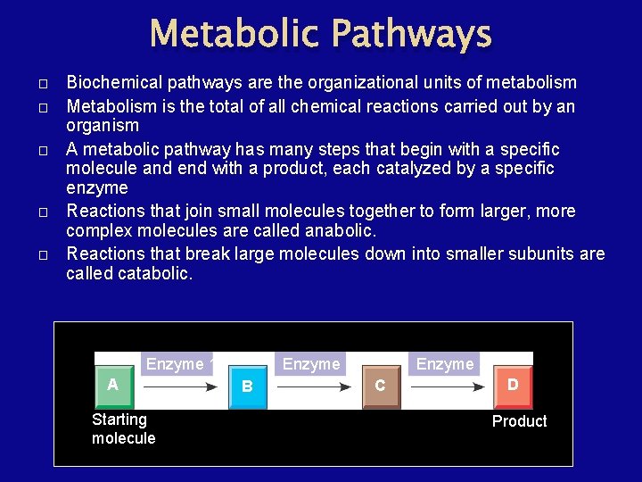 Metabolic Pathways � � � Biochemical pathways are the organizational units of metabolism Metabolism