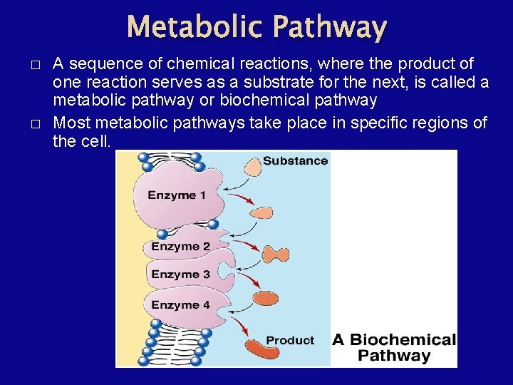 Metabolic Pathway � � A sequence of chemical reactions, where the product of one