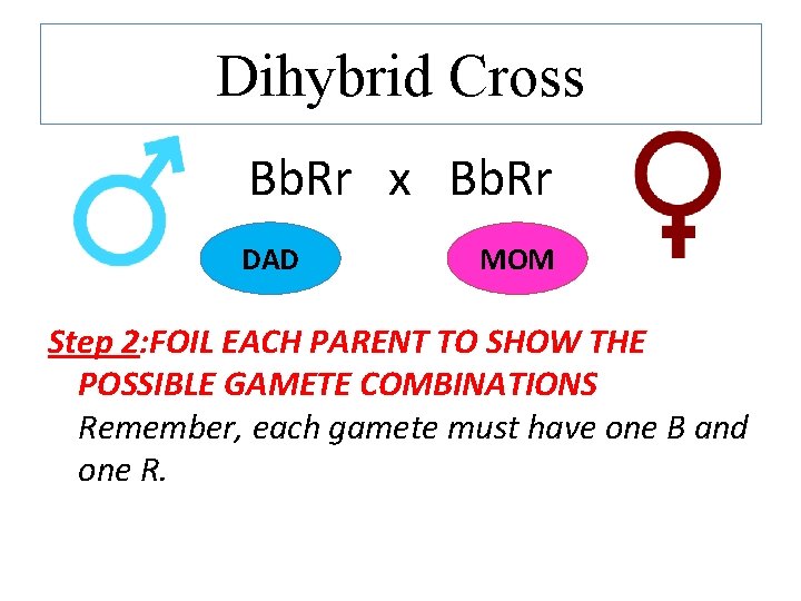 Dihybrid Cross Bb. Rr x Bb. Rr DAD MOM Step 2: FOIL EACH PARENT Dihybrid Cross Bb. Rr x Bb. Rr DAD MOM Step 2: FOIL EACH PARENT