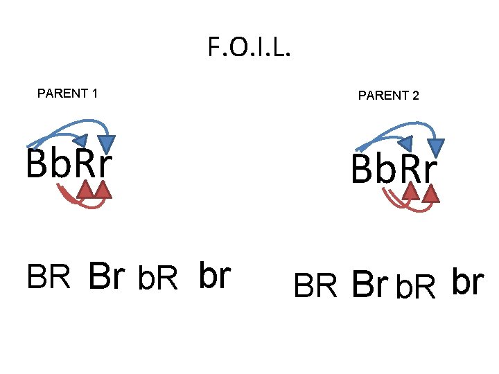 F. O. I. L. PARENT 1 Bb. Rr BR Br b. R br PARENT