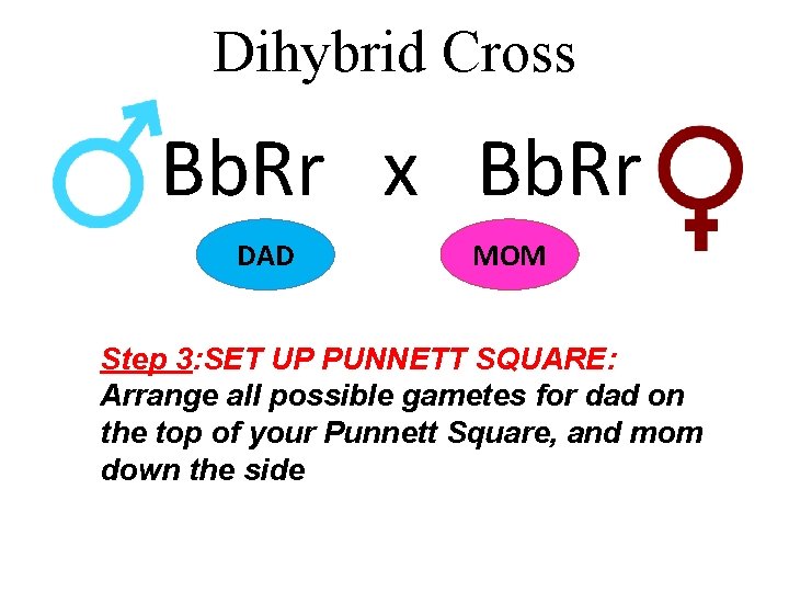 Dihybrid Cross Bb. Rr x Bb. Rr DAD MOM Step 3: SET UP PUNNETT