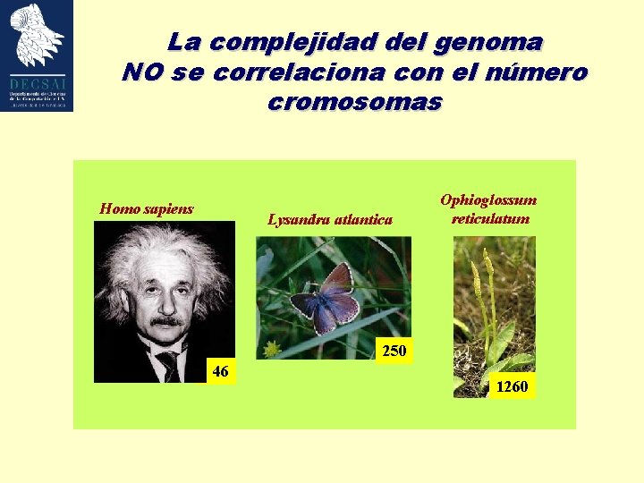 La complejidad del genoma NO se correlaciona con el número cromosomas Homo sapiens Lysandra