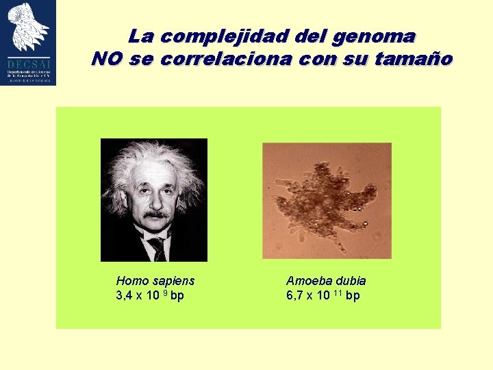 La complejidad del genoma NO se correlaciona con su tamaño Homo sapiens 3, 4