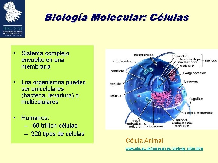 Biología Molecular: Células • Sistema complejo envuelto en una membrana • Los organismos pueden
