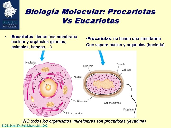 Biología Molecular: Procariotas Vs Eucariotas • Eucariotas: tienen una membrana nuclear y orgánulos (plantas,