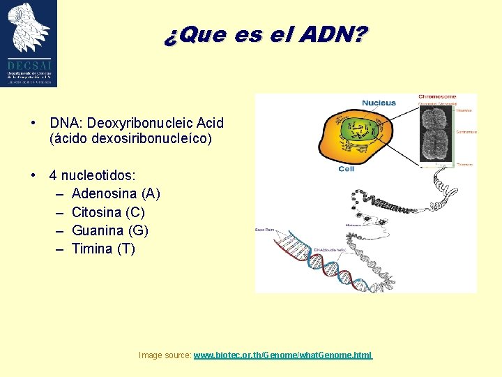 ¿Que es el ADN? • DNA: Deoxyribonucleic Acid (ácido dexosiribonucleíco) • 4 nucleotidos: –