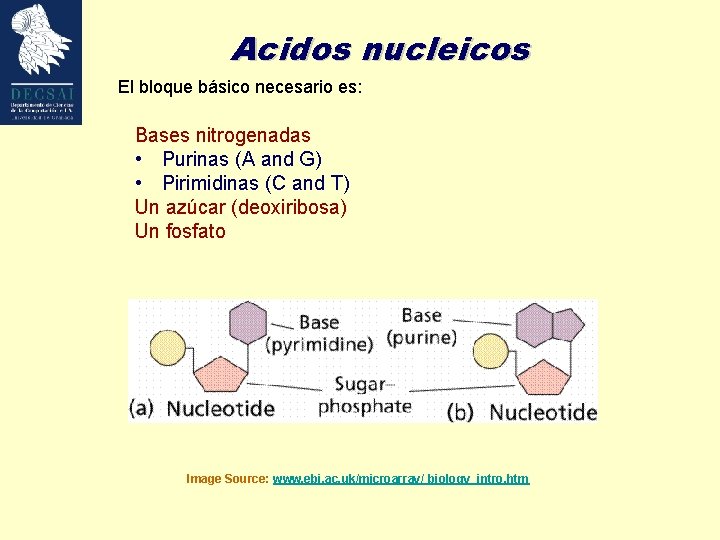 Acidos nucleicos El bloque básico necesario es: Bases nitrogenadas • Purinas (A and G)