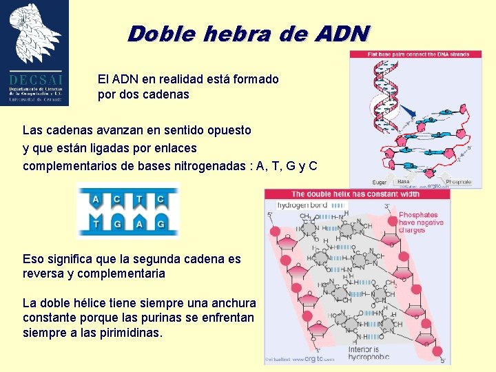 Doble hebra de ADN El ADN en realidad está formado por dos cadenas Las