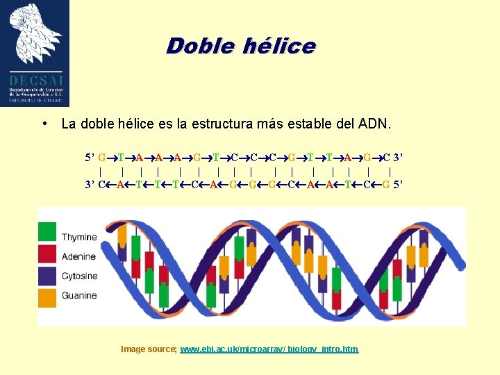 Doble hélice • La doble hélice es la estructura más estable del ADN. 5’