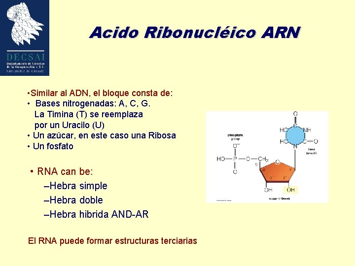 Acido Ribonucléico ARN • Similar al ADN, el bloque consta de: • Bases nitrogenadas: