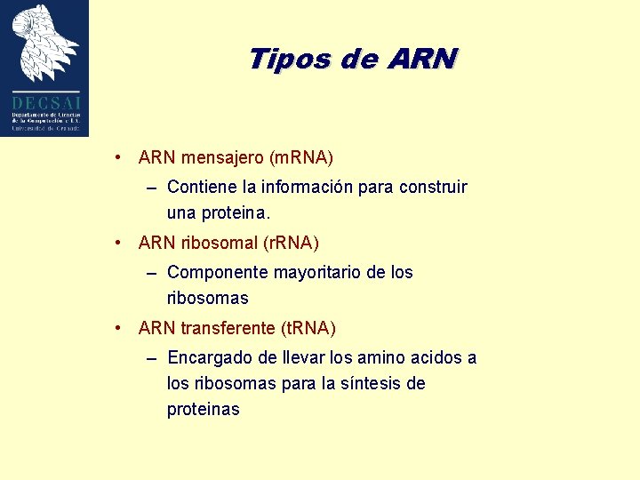 Tipos de ARN • ARN mensajero (m. RNA) – Contiene la información para construir