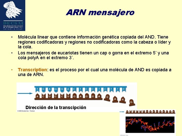 ARN mensajero • • • Molécula linear que contiene información genética copiada del AND.