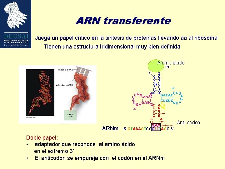 ARN transferente Juega un papel crítico en la sintesis de proteinas llevando aa al