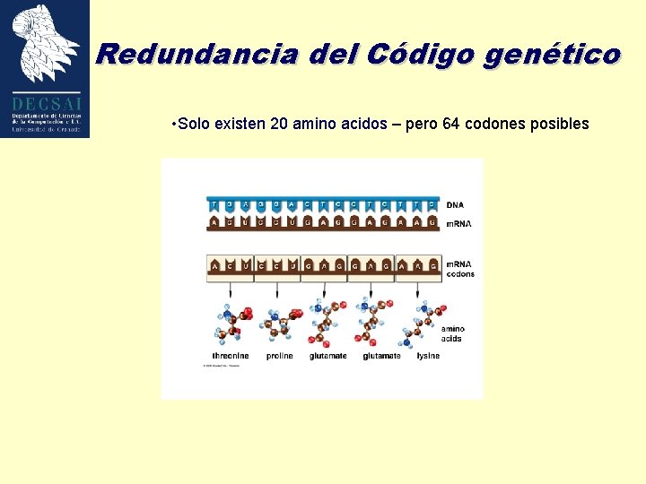 Redundancia del Código genético • Solo existen 20 amino acidos – pero 64 codones