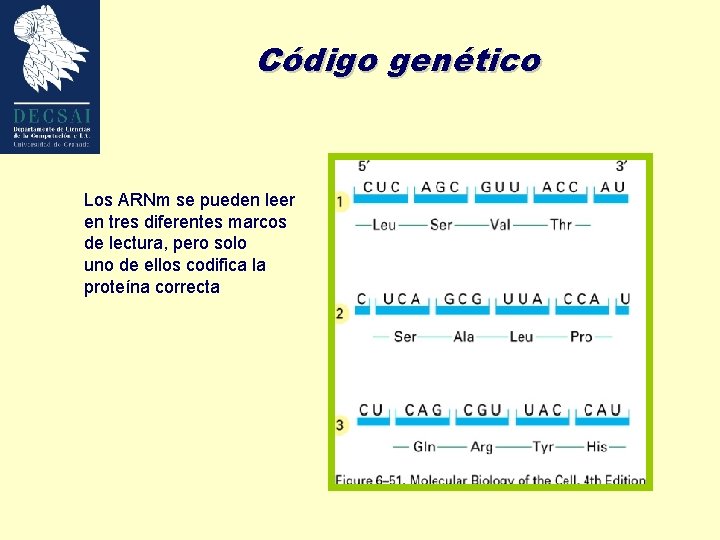 Código genético Los ARNm se pueden leer en tres diferentes marcos de lectura, pero