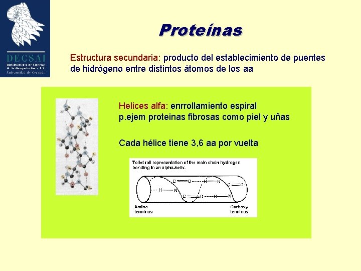 Proteínas Estructura secundaria: producto del establecimiento de puentes de hidrógeno entre distintos átomos de