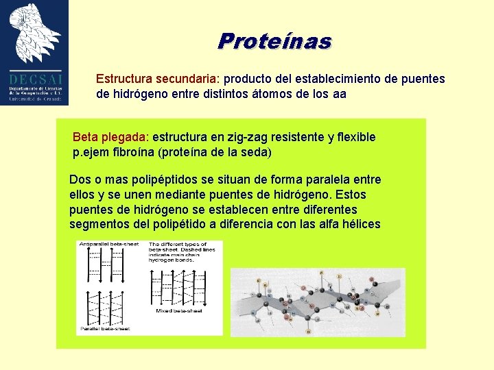 Proteínas Estructura secundaria: producto del establecimiento de puentes de hidrógeno entre distintos átomos de