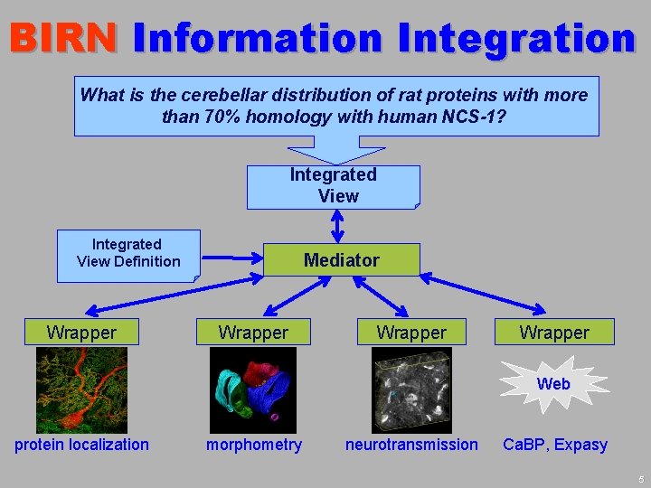 BIRN Information Integration What is the cerebellar distribution of rat proteins with more than