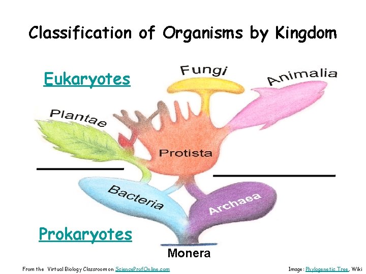 Classification of Organisms by Kingdom Eukaryotes Prokaryotes Monera From the Virtual Biology Classroom on