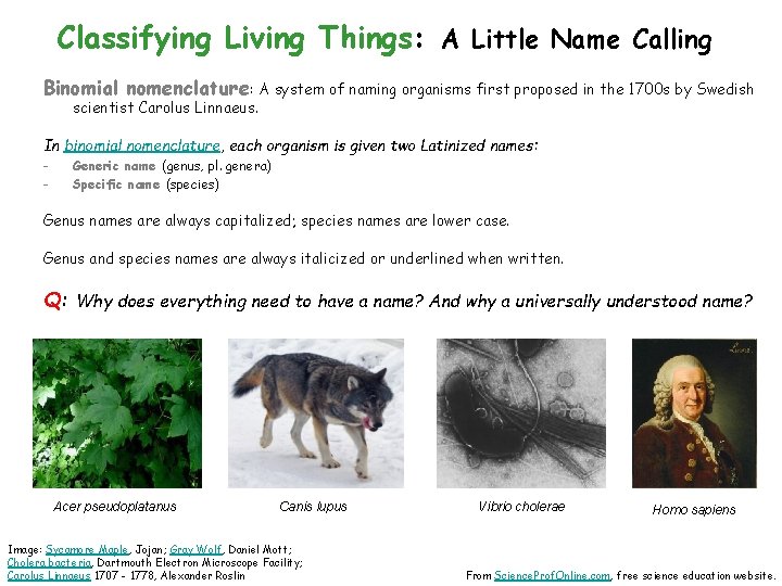 Classifying Living Things: A Little Name Calling Binomial nomenclature: A system of naming organisms