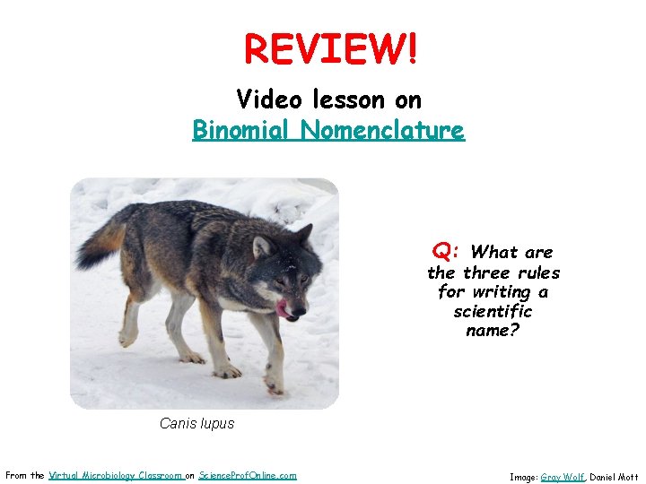 REVIEW! Video lesson on Binomial Nomenclature Q: What are three rules for writing a
