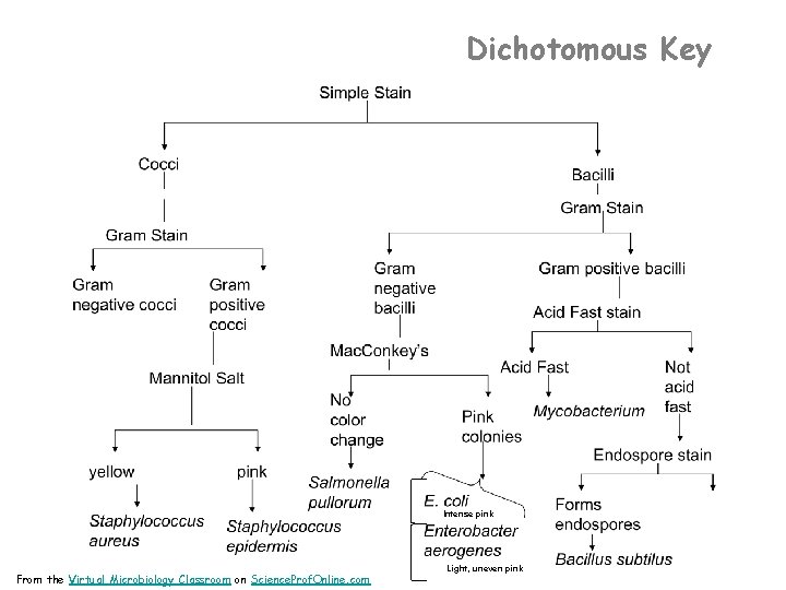 Dichotomous Key Intense pink From the Virtual Microbiology Classroom on Science. Prof. Online. com