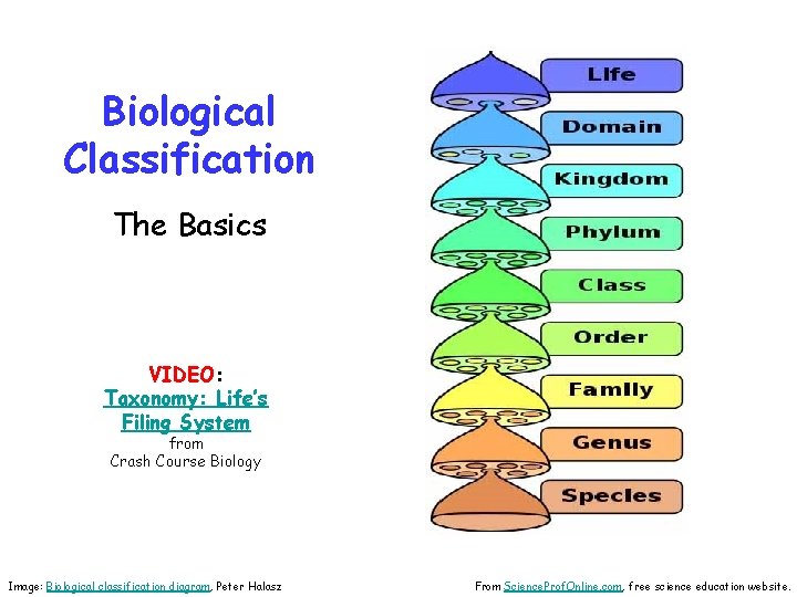 Biological Classification The Basics VIDEO: Taxonomy: Life’s Filing System from Crash Course Biology Image: