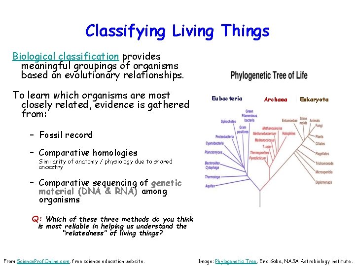 Classifying Living Things Biological classification provides meaningful groupings of organisms based on evolutionary relationships.