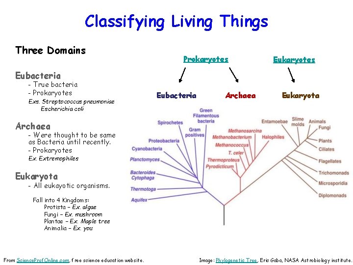 Classifying Living Things Three Domains Prokaryotes Eubacteria - True bacteria - Prokaryotes Exs. Streptococcus