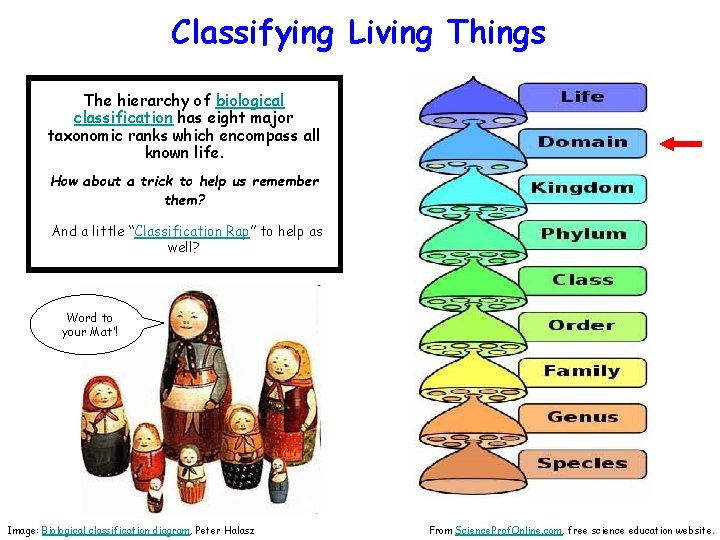 Classifying Living Things The hierarchy of biological classification has eight major taxonomic ranks which