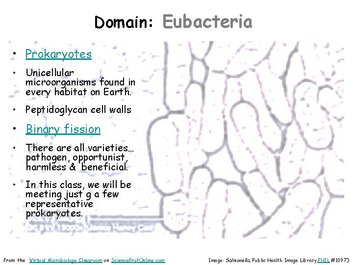 Domain: Eubacteria • Prokaryotes • Unicellular microorganisms found in every habitat on Earth. •