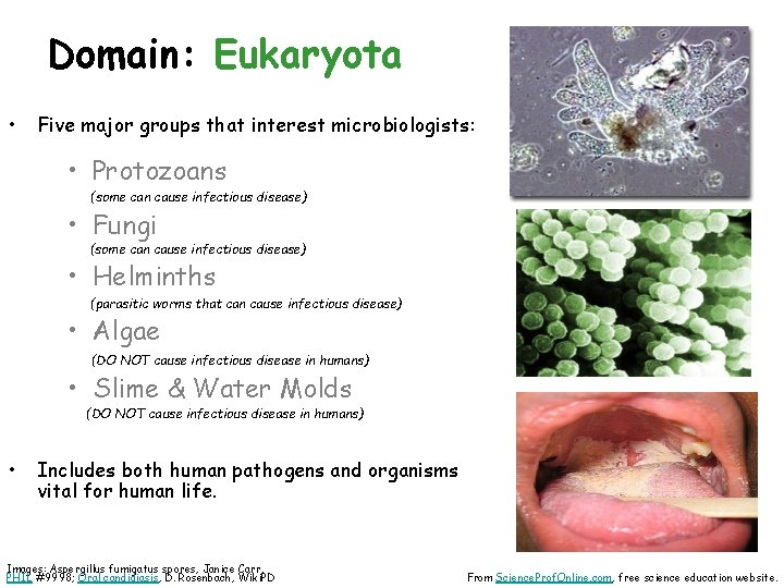 Domain: Eukaryota • Five major groups that interest microbiologists: • Protozoans (some can cause